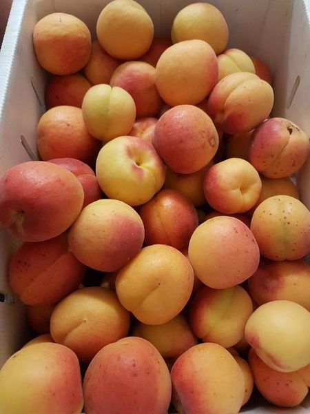 Apricots from Australia supplied by Lennane Orchards - Fresh (=Chilled) Fresh Apricot