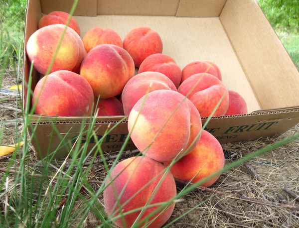 Fresh Peach from 미국 supplied by Cherry Hill Orchard & Market - Star Fire 신선 복숭아