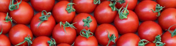 Tomato from Netherlands supplied by Frankort & Koning - Red Fresh Tomato