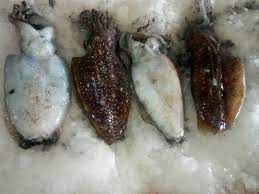 Cuttle Fish from 아랍 에미리트 연합국 supplied by OCEAN PEARL FISHERIES TRADING - 원물 - 세척됨 냉동 갑오징어