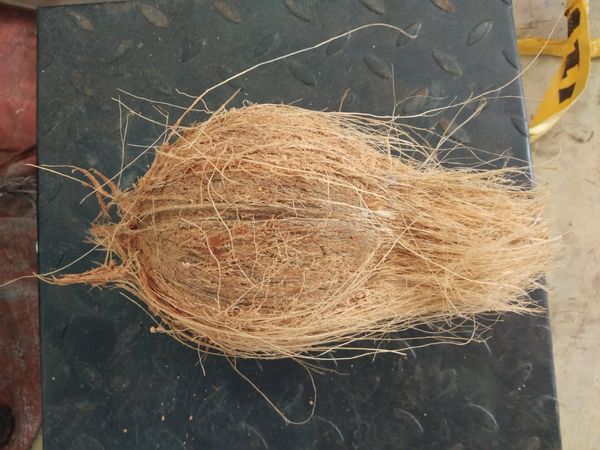 Coconut from 인도 supplied by Vijayadhith Exports - Mature 기타 신선 코코넛