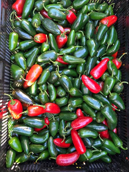 Fresh Bell Pepper from United States supplied by The Farm At Our House - Green Fresh Bell Pepper