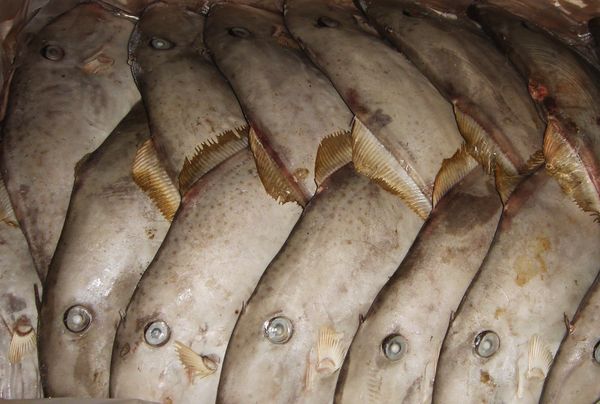 Leather Jacket from Malaysia supplied by Irama Overseas Food Industries Sdn Bhd - With Skin (=Skin On) Other Flat Fish
