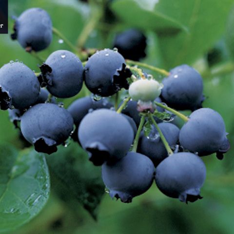 Blueberry - Duke from 칠레 supplied by Agryforest LTDA - Plastic Punnets (=Clamshells) 신선 블루베리
