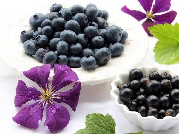Blueberry from 영국 supplied by Angus Soft Fruits Ltd. - 진한 파란색 신선 블루베리