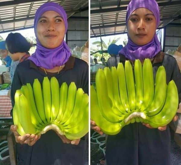 Cavendish Banana from Thailand supplied by Cresco World Trading Co., Ltd - Conventional Fresh Banana