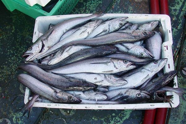 Pacific Whiting from 미국 supplied by Golden Alaska Seafoods - North Pacific Hake (=Merluccius productus =Pacific Whiting) 냉동 헤이크