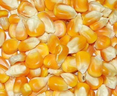 Dried Corn from 카메룬 supplied by Delmonte Agro Products Ltd - Dried 옥수수