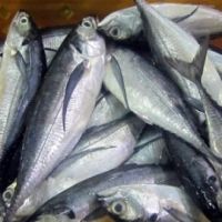 Horse Mackerel from 독일 supplied by Entecke UG - Horse 냉동 꽁치 및 전갱이