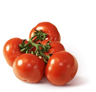 Tomatoes from Germany supplied by Gemüsebau Steiner GmbH & Co KG - Green Fresh Tomato