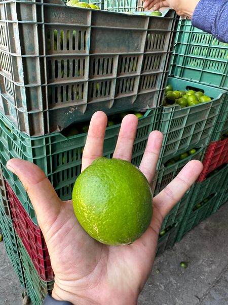 Lime (Persian) from 멕시코 supplied by Alaskar Trading LLC, - 신선 신선 라임