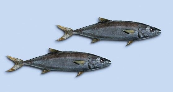 Escolar Fish from 벨기에 supplied by Solea International - Frozen 냉동 어유