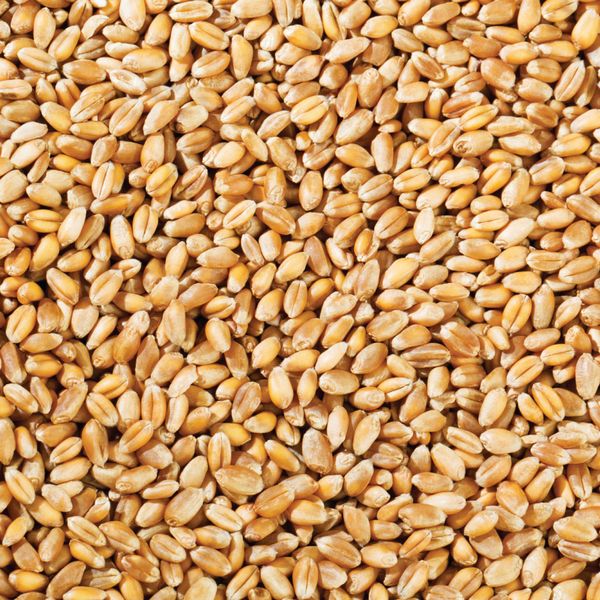 Wheat from 남아프리카공화국 supplied by Kimberley Grain Commodities (Pty) Ltd - 그룹 A(=우량 밀) 소맥