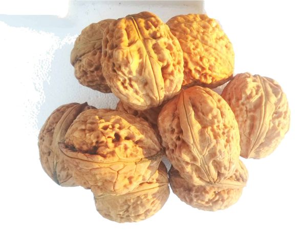 Walnut from 폴란드 supplied by Gospodarstwo Ogrodnicze - Agrobiz.pl - Whole 생호두