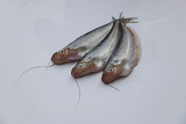 Pabda from Bangladesh supplied by SAIDOWLA (PVT) ENTERPRISE LTD. - With Bone Frozen Butterfish