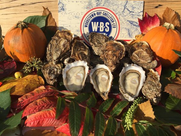 Oyster from Ireland supplied by Woodstown Bay Shellfish Ltd - Whole (=In Shell=Unshucked) Fresh Oyster