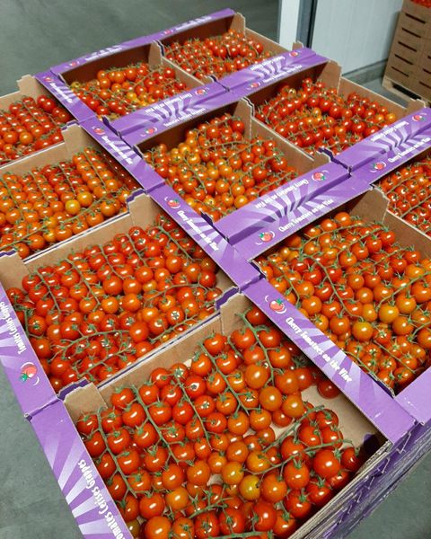 Fresh Tomato from Netherlands supplied by Witkamp - Orange Fresh Tomato