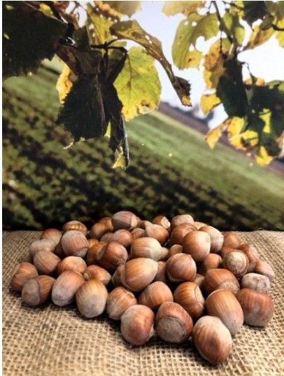 Organic Hazelnut from Germany supplied by Rieser Nut GmbH & Co. KG - In-shell Hazelnut Kernel