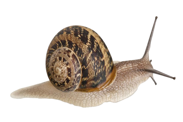 Snail from 우크라이나 supplied by Ukrainian Snail Holding - Helix Aspersa Muller 냉동 달팽이