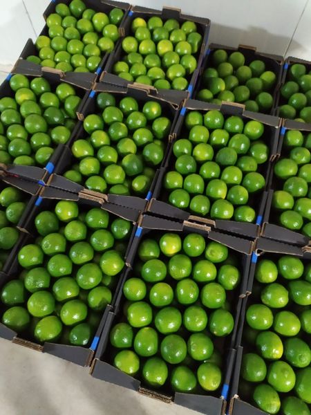 Fresh Lime from 브라질 supplied by Fresh Quality AA Comex LTDA - High Quality 신선 라임
