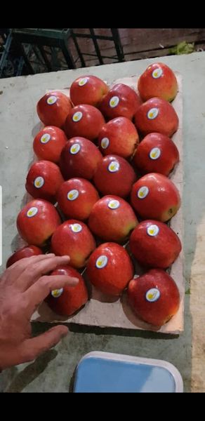 Red Apple from 이란 supplied by Safiran Sepehr Paya - Red Delicious (=Sundowner) 신선 사과