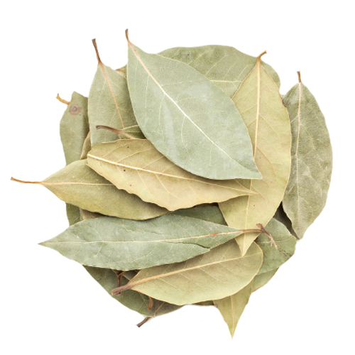 Bay Leaf (Tej-Patta) from 인도 supplied by Spice Essence International LLP - Low Quality 월계수 잎