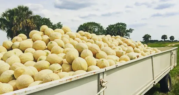 Fresh Cantaloupe from 미국 supplied by Farm-Wey Produce, Inc - Fresh (=Chilled) 캔털루프