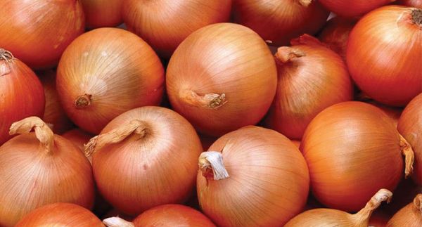 Fresh Yellow Onion from Spain supplied by Cebollas Iniesta - Agricola Villarrobledo - Brown Fresh Onion