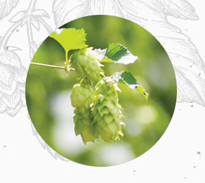 Hop Leaf from 미국 supplied by HOPS DIRECT, LLC - Green 홉