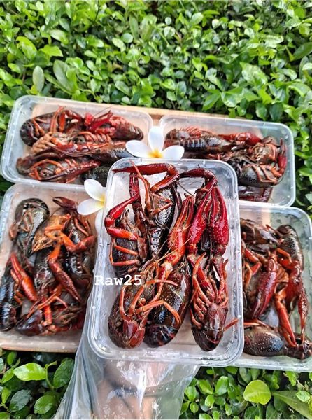 Crawfish from Myanmar [Burma] supplied by Raw 25 Seafood Distribution Myanmar - Red Claw Crayfish (=Cherax quadricarinatus=Tropical Blue Crayfish=Freshwater Blueclaw Crayfish) Frozen Crayfish
