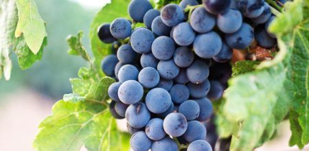 fresh Grape from 미국 supplied by Top Brass/Vignolo Farms - 생식용 포도 신선 포도