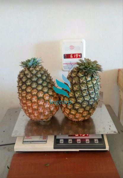 Pineapple from Uganda supplied by Ingcorp fruits & Vegetables - Golden Yellow Fresh Pineapple