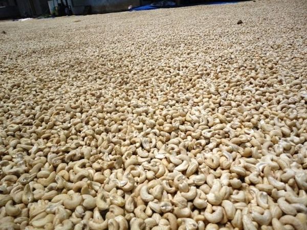 Cashew Nut from Tanzania supplied by FAMM (AMTL)COMPANY L.T.D - Kernel Raw Cashew Nut