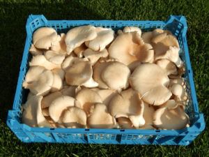 Oyster Mushroom from 폴란드 supplied by Gospodarstwo Produkcja Pieczarek - Grzegorz Probst - Medium 느타리버섯