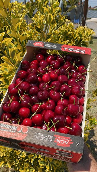 Fresh Whole Cherry from 그리스 supplied by AGRICULTURAL COOPERATIVE OF NAOUSSA - Carton Box - Telescopic 신선 체리