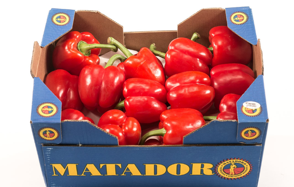 Bell Pepper from 벨기에 supplied by Primamundo - Red 신선 피망
