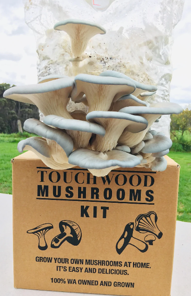 Oyster Mushroom from 호주 supplied by Touchwood Mushrooms - Organic 느타리버섯