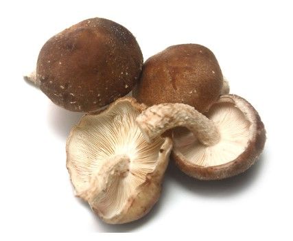 Shitake Mushroom from Portugal supplied by Agro-Cachola Unipessoal Lda. - Whole Shiitake Mushroom