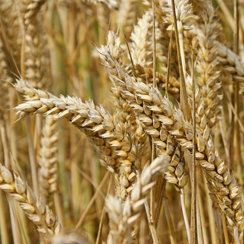 Wheat from United Kingdom supplied by Robin Appel Ltd - Whole Wheat
