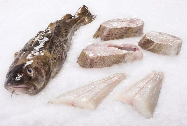 Cod from 프랑스 supplied by Iceland Seafood France - Boneless (=Without Bone=Deboned) 냉동 대서양 대구