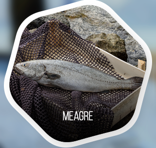 Meagre from 튀르키예 supplied by Camli / Pinar Seafood - Meagre (=Argyrosomus regius) 냉동 암치