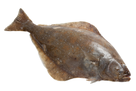 Halibut from United Kingdom supplied by Simpson Fish - Whole (=In The Round) Frozen Halibut
