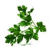 Parsley from Turkiye supplied by Ozturk Tarim Gida - Green Parsley