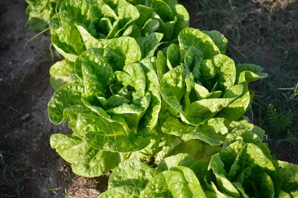 Lettuce from Israel supplied by Shorashim Farm - Leaf Fresh Lettuce