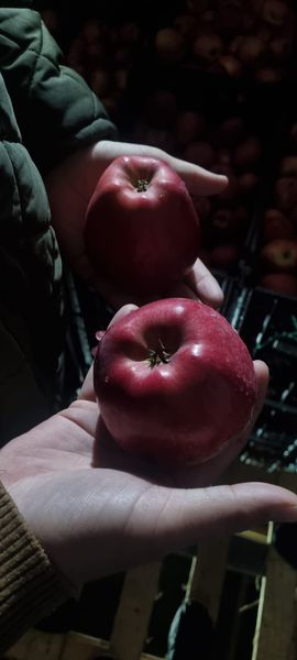Red Delicious Apple from 튀르키예 supplied by RJ PVT GLOBAL TARIM LIMITED - 카톤 박스 (19kg)(=판지 상자) 신선 사과