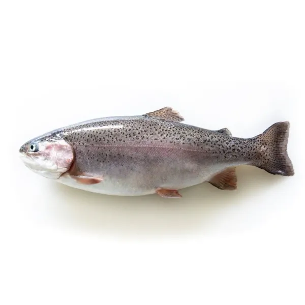 Fresh Trout from 독일 supplied by Forellenhof Wendler - Whole (=In The Round) 냉동 송어