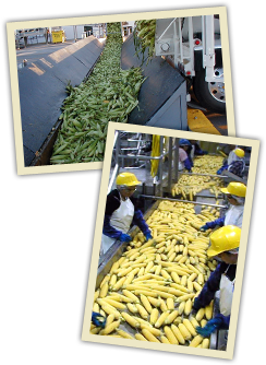 Sweet Corn from United States supplied by Twin City Foods, Inc. - Frozen Maize (Corn)