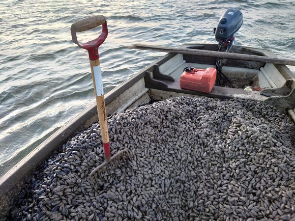 Fresh Mussel from 영국 supplied by Thornham Harbour Oysters - Live 냉동 홍합