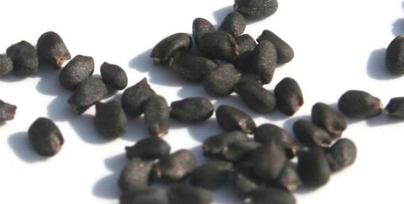 Basil Seed from 미국 supplied by Pacific Grain & Foods, LLC - Whole 바질 씨