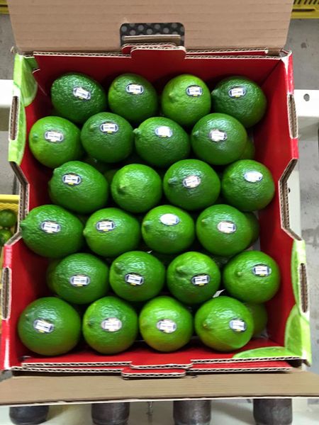 Fresh Lime from Germany supplied by Liverda GmbH - Green Fresh Lime